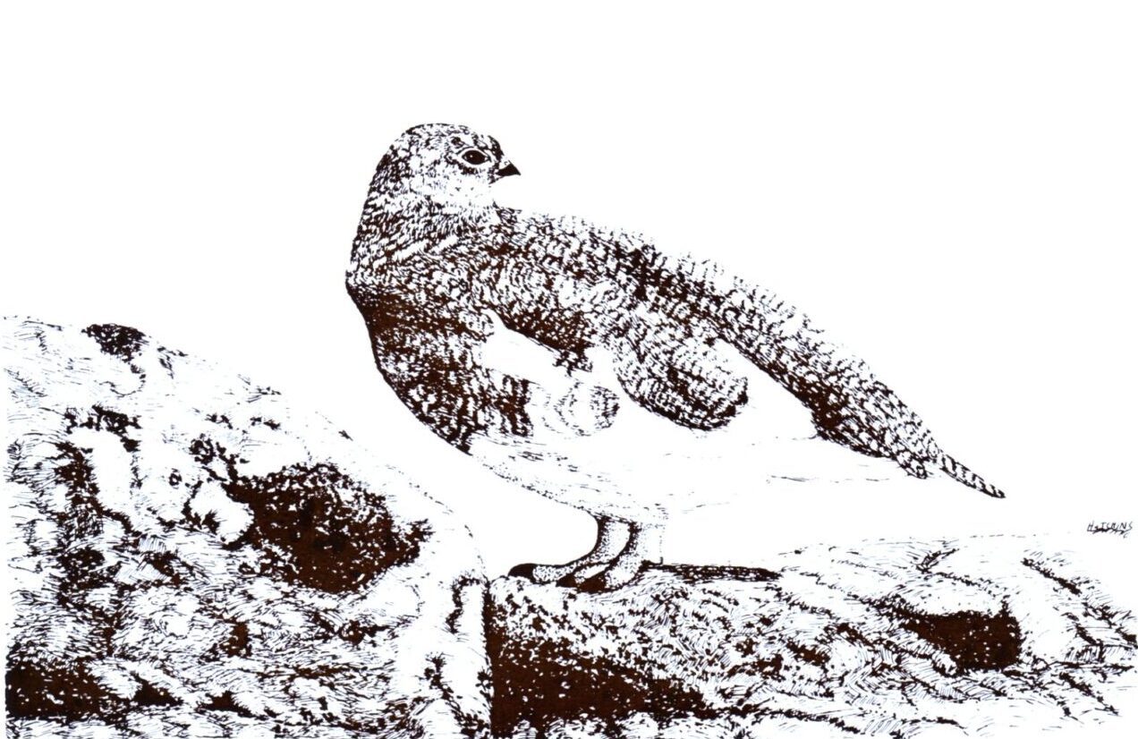 Black and white image of a bird perched on a rock.