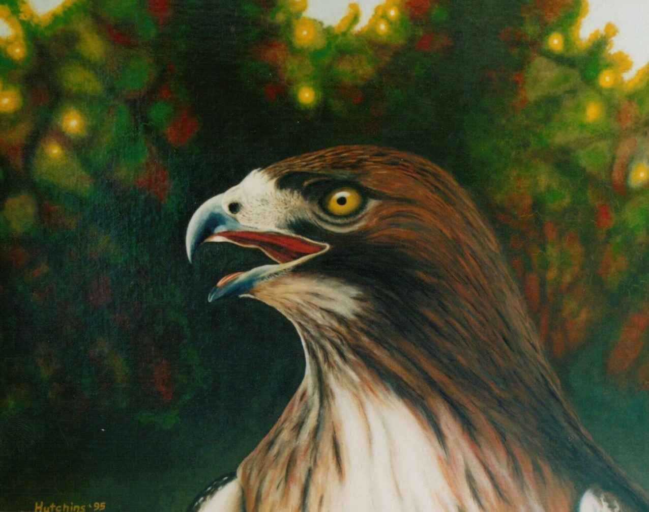 Close-up of a majestic hawk with intense eyes and open beak.